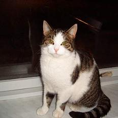 Blanding af racer Minnie