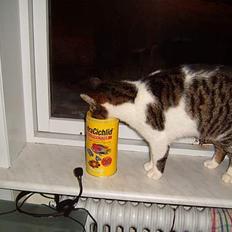 Blanding af racer Minnie