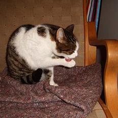 Blanding af racer Minnie