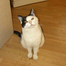 Blanding af racer Mille - Formentlig død :(