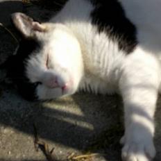 Blanding af racer Mille - Formentlig død :(