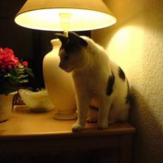 Blanding af racer Mille - Formentlig død :(