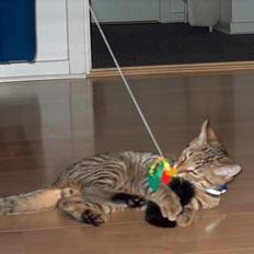 Blanding af racer Tarzan