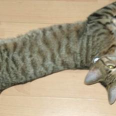 Blanding af racer Tarzan