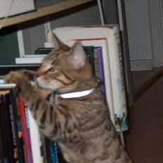 Blanding af racer Tarzan