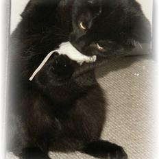 Blanding af racer Plet