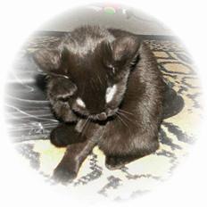 Blanding af racer Plet