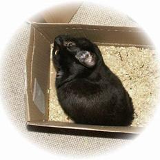 Blanding af racer Plet