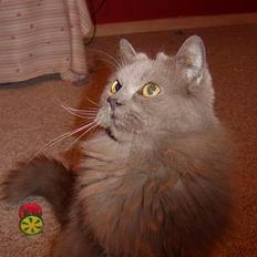 Blanding af racer Pjevs