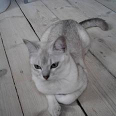 Burmilla Elvis *væk*
