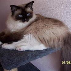 Ragdoll Honey