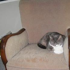 Blanding af racer karoline