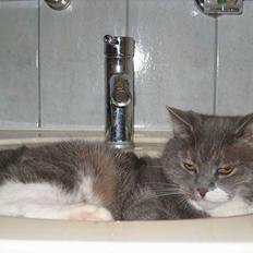 Blanding af racer karoline