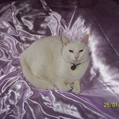 Blanding af racer Zamir Moonlight