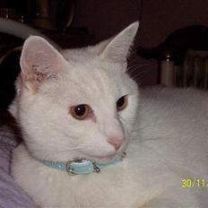 Blanding af racer Zamir Moonlight