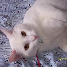 Blanding af racer Zamir Moonlight