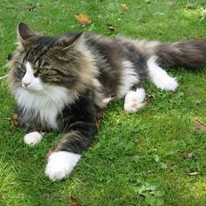 Norsk Skovkat Simba Elkington Quasimodo