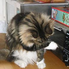 Norsk Skovkat Simba Elkington Quasimodo