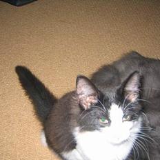 Norsk Skovkat Vitskøl Anuska