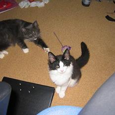 Norsk Skovkat Vitskøl Anuska