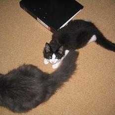 Norsk Skovkat Vitskøl Anuska