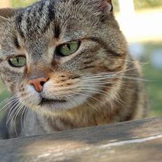 Blanding af racer Josef R.I.P