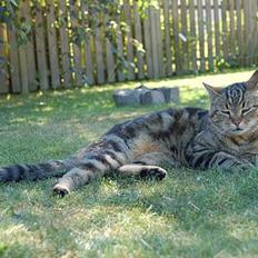 Blanding af racer Josef R.I.P