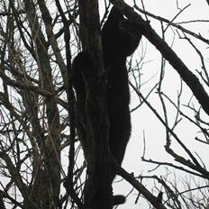 Huskat Sorte mor til fire 