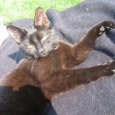 Huskat Sorte mor til fire 