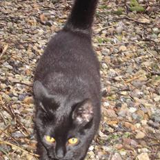 Huskat Sorte mor til fire 