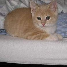 Blanding af racer Giffe (AFLIVET)