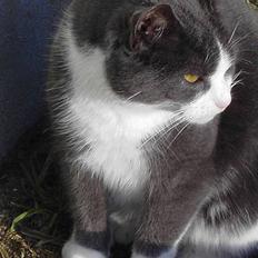 Blanding af racer Vesterbæks Stumbe