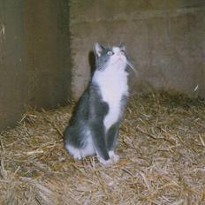 Blanding af racer Vesterbæks Stumbe