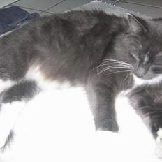 Norsk Skovkat Bella Donna