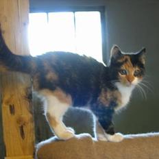 Blanding af racer Fighter *død*