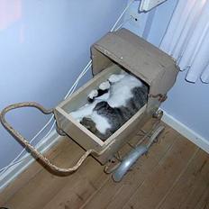 Blanding af racer Mickey