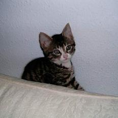 Blanding af racer putte