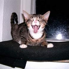 Blanding af racer putte