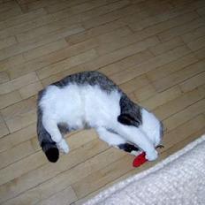 Blanding af racer Mickey