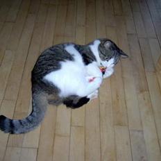 Blanding af racer Mickey