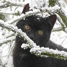 Blanding af racer Vesterbæks Shaky