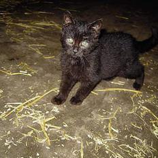 Blanding af racer Vesterbæks Shaky