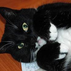 Blanding af racer Futte er her ikke mere !!