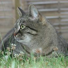 Blanding af racer Pjevs ( er desværre død)