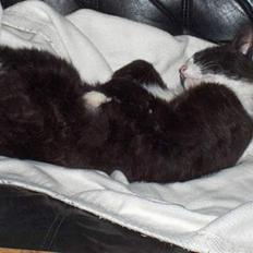 Huskat Lille Per Mussen