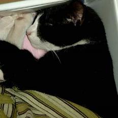 Huskat Lille Per Mussen