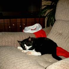 Huskat Lille Per Mussen