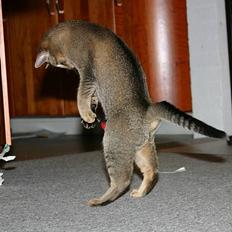 Abyssinier Lille mis