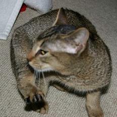 Abyssinier Lille mis