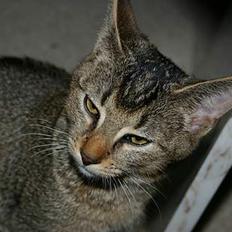 Abyssinier Lille mis